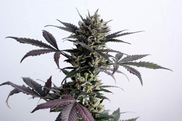 Samen 3+1 Lemon Haze Automatik Kannabia